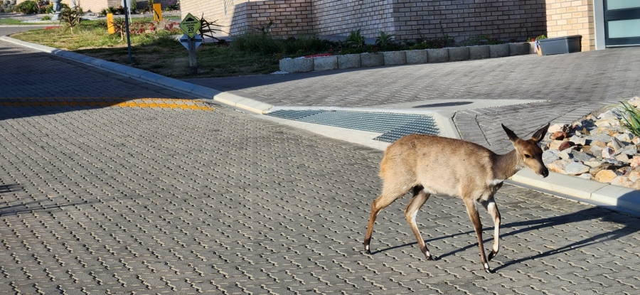 3 Bedroom Property for Sale in Dana Bay Western Cape